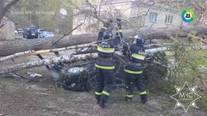 Непогода в Беларуси: повалены деревья, нарушено электроснабжение