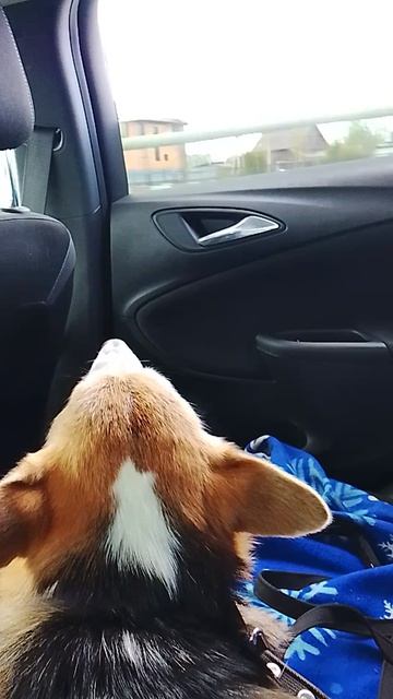 Веня путешественник