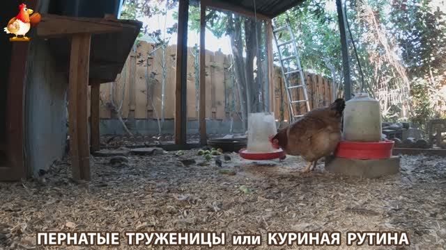 Куриная рутина – что делают куры на выгуле 😂 эпизод (157)