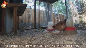 Куриная рутина – что делают куры на выгуле 😂 эпизод (157)