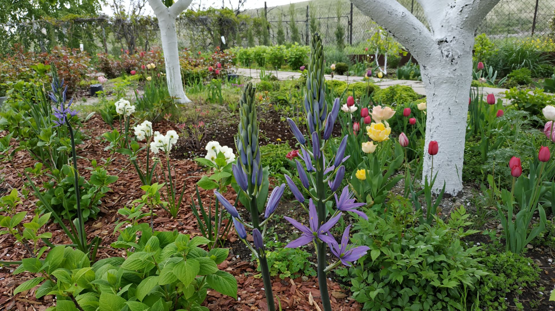 Камассия. Эффектный цветок в нашем саду.