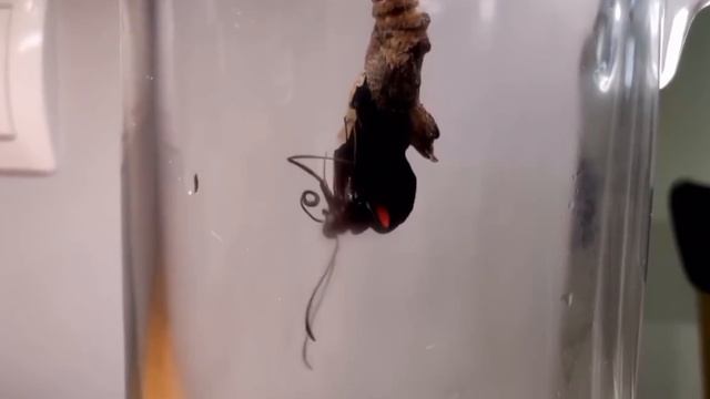 Бабочка 🦋🦋🦋.mp4