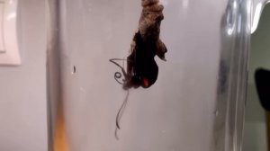 Бабочка 🦋🦋🦋.mp4