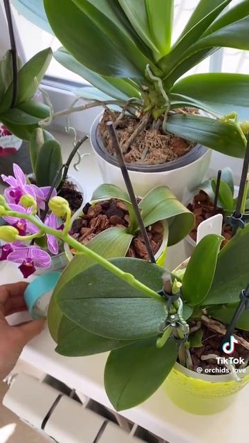 Как ухаживать за орхидеями,чтобы они постоянно цвели. Уход ,полив , температура.