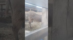 мы на ферме