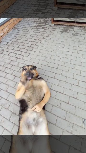 СМЕШНЫЕ КОТЫ 😺 2026 ЛУЧШИЕ ПРИКОЛЫ С КОТАМИ ,КОШКАМИ ,ЖИВОТНЫЕ,СМЕШНЫЕ ВИДЕО