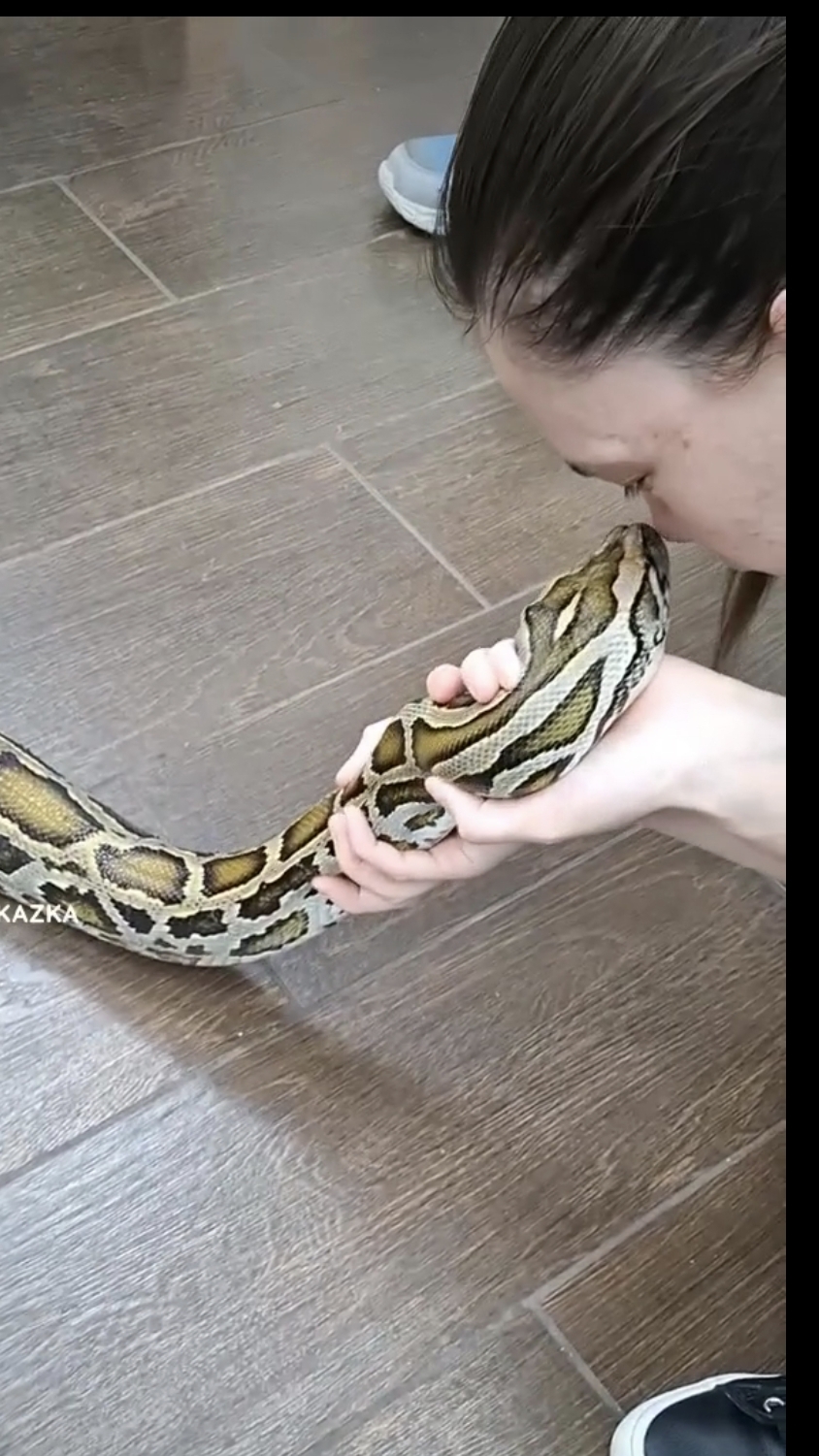 Когда питон устал🥹 #животные #змея #питон #удавалось #рептилии #люблюживотных