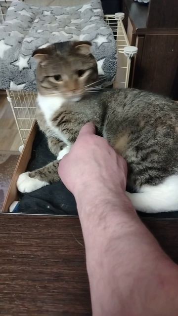 котик Тёма!!!😘🫣🥰😻😍🐱🐈❤️