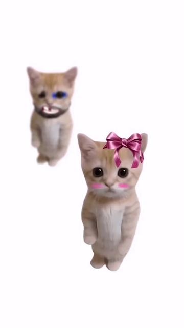 котята пояснят )