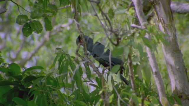 Попугаи которых зовут Ринго Старр. Творческий подход