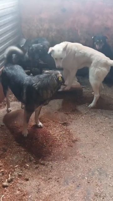 Уфа, Башкирия
Попали в отлов вот  такие собаки!😰Добрые и ласковые 
Пожалуйста, сделайте репост🙏