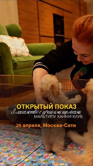 Если вы хотя бы на секунду задумались, а, может, завести мальтипу… Не сомневайтесь! Это станет прави