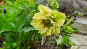 Продаю махровый морозник, самовывоз, куст выкопаю при вас. 25.04.2026 г. Пятигорск