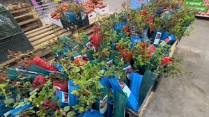 25 апреля. ДАЧНАЯ РАСПАКОВКА ЧЕК. СВЕТОФОР