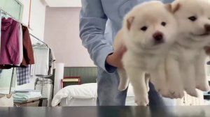 Все боги Олимпа: *Устраивают войны, убивают, делят власть, насилуют*  Тем временем Аид: