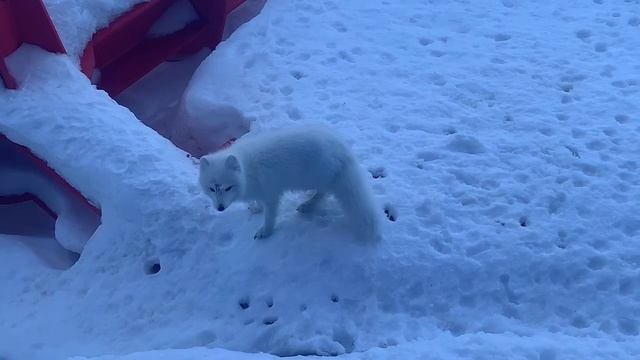 Забар на севере