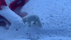 Забар на севере