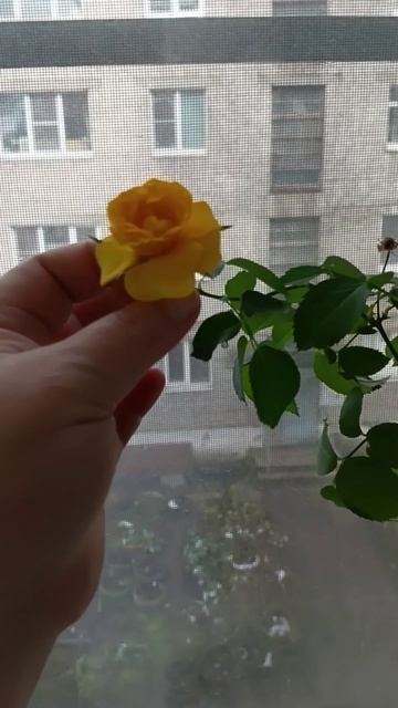 Розочка распустилась