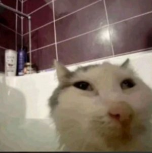 стрим про роблокс