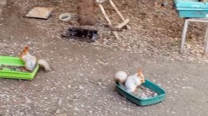 вкусно белкам