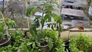 Томаты на подвоях.Корневая система подвоя Император F1