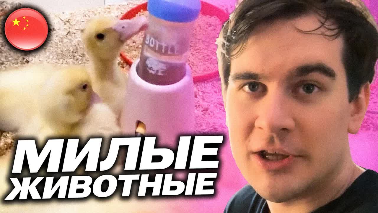 БРАТИШКИН СМОТРИТ МИЛЫХ ЖИВОТНЫХ В КИТАЕ / РОФЛИТ С ДРЕЙКОМ И ДЕРЗКО