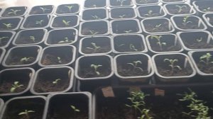 Жизнь  в Сибирском селе! 💥Так сегодня прошёл мой день! 💐