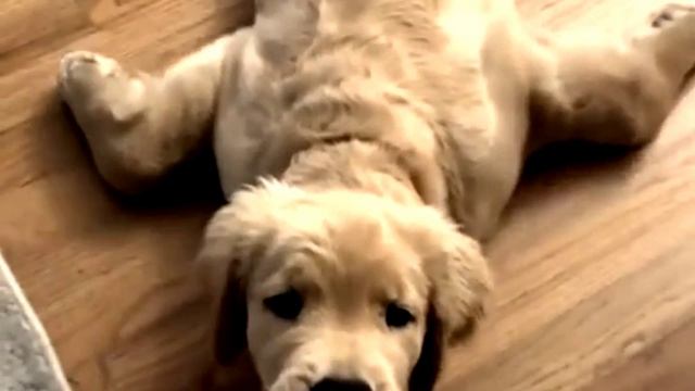 Заставка для видео Рыжий песик № 542