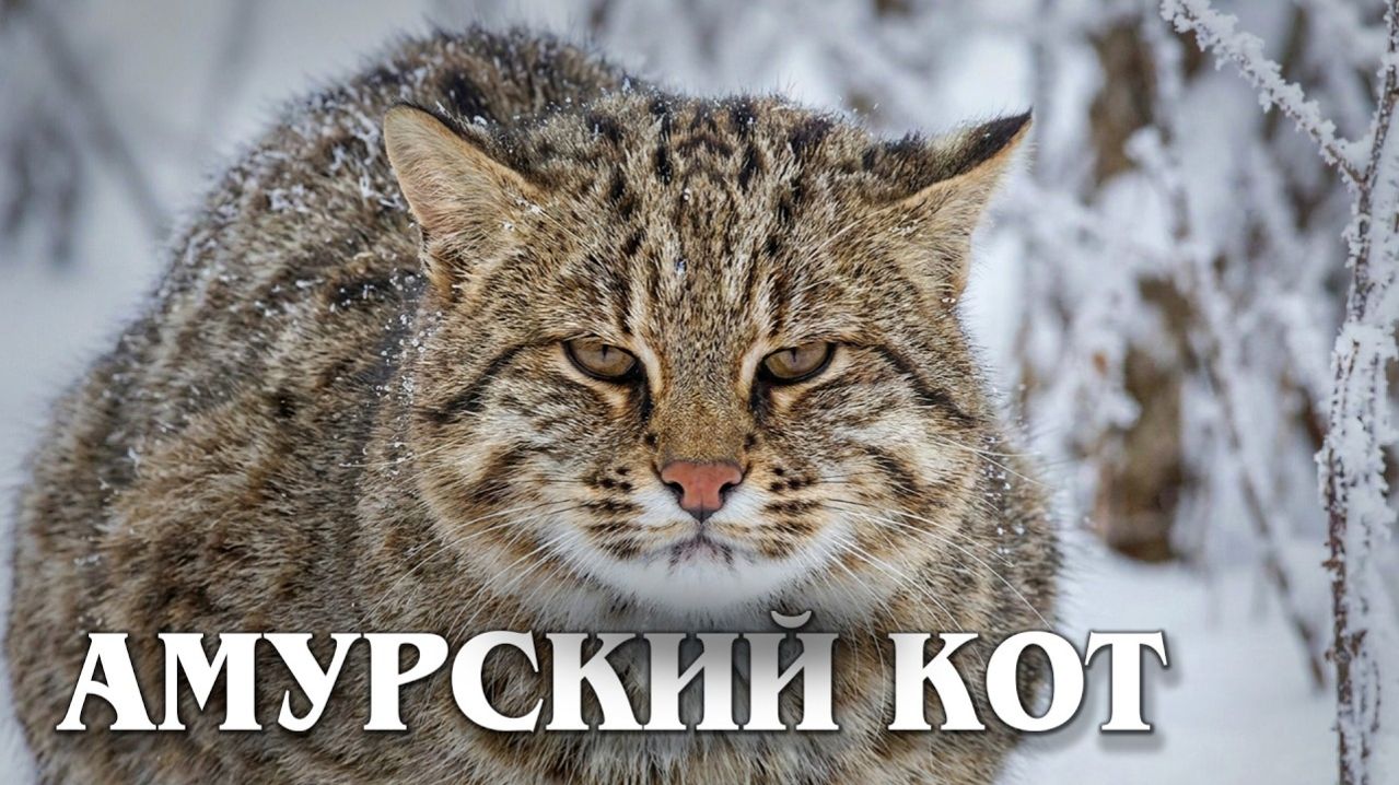 Амурский Лесной Кот - Таежный Отшельник: Интересные факты про дальневосточного лесного кота!!!