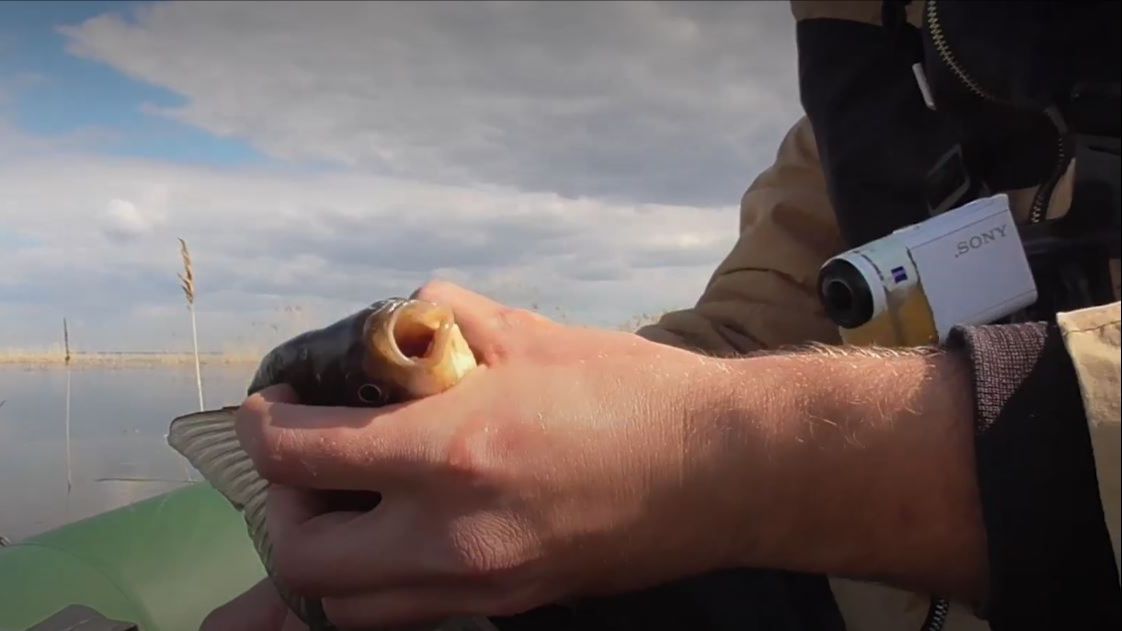 Нашёл тихую заводь в камышах, и наловил! Крупный карась на поплавок, клюёт в заброс! Рыбалка 👍👍👍