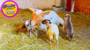 Козлята родились!!! Не знаем что с ними делать дальше!