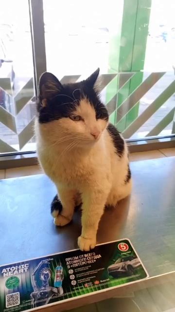 Котик в магазине днем,ночью где попало.Выбросили зверя не дожидаясь тепла. Ишем дом или возьмём себе