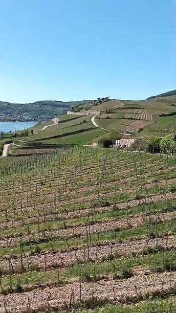 Rudesheim_am_Rhein Рюдесхайм на Рейне_25_04_2026