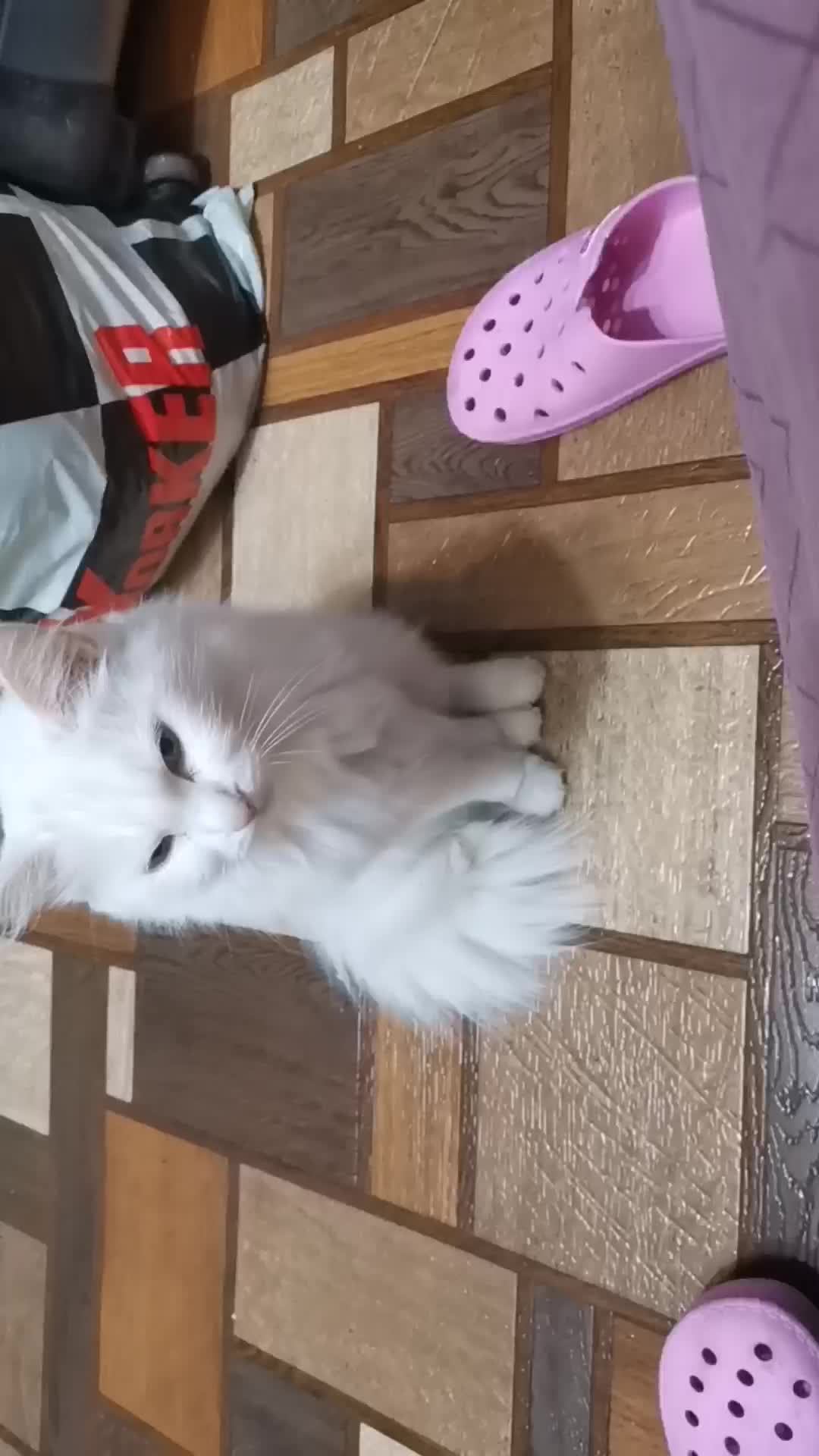 Кошка читает смешные переписки