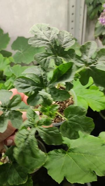 Рассада быстрее приживется и вмиг заплодоносит!