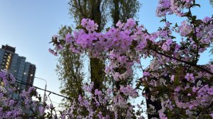 Пряжа к чаю, отчет 5. Участник 24.