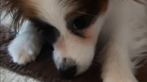 Рассказываю о своих питомцах 😁