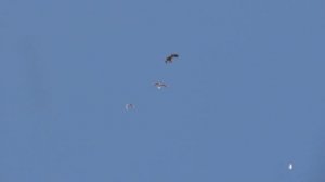 Чайки и сороки прогоняют коршуна. Голос синицы. Белка в кормушке