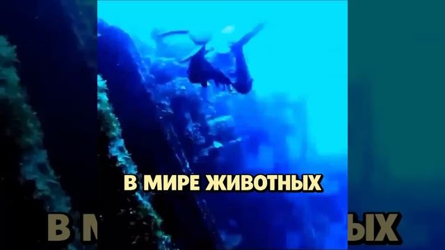 подпишитесь пожалуйста я стараюсь