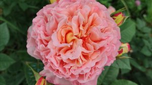 Новая подкормка роз весной, после открытия #розы #подкормкароз #удобрениерозвесной #сумьфатмагния