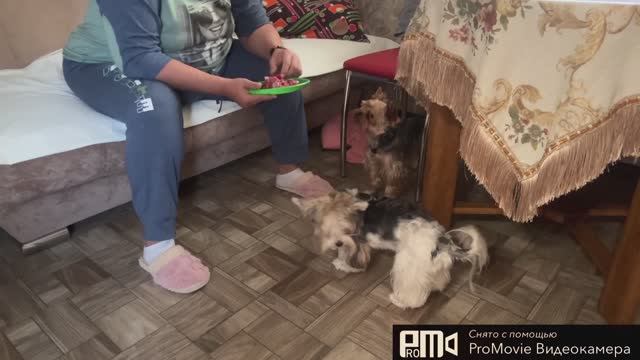 Выпросила деньги