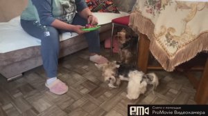 Выпросила деньги😂🤫💃🇷🇺