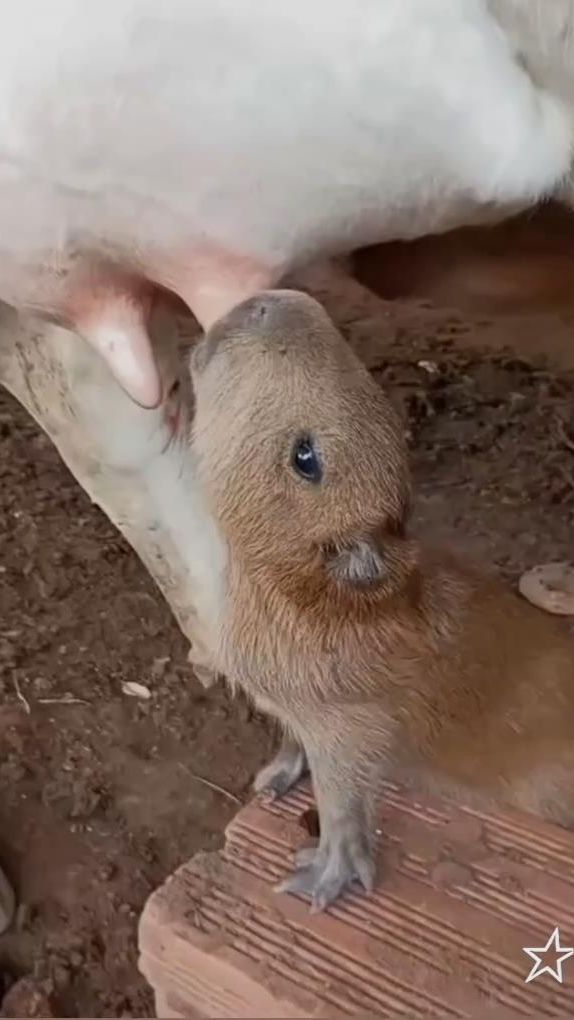 🐮🐹 Коровка кормит капибару