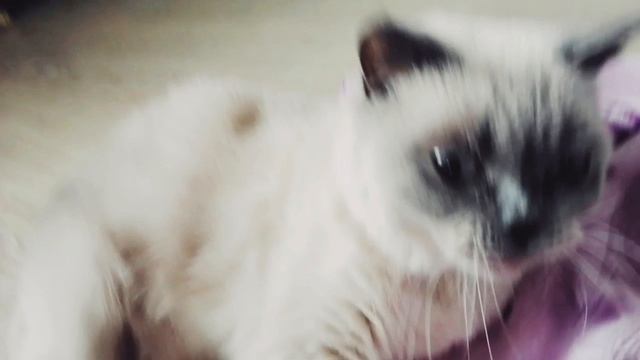 HwVideoEditor_2026_04_25_081804391.mp4