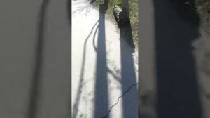 стрим в городе