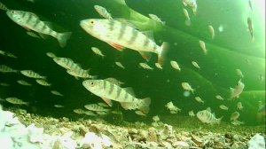 1000013435.mp4Волга гл.2м.25.04.2026г.