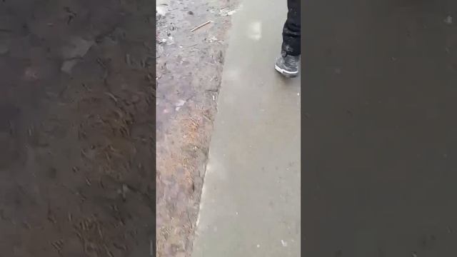 Гуляем (монтировал Cat2017top)