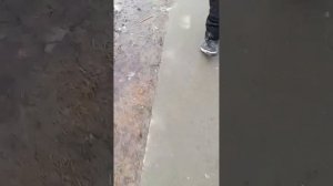 Гуляем (монтировал Cat2017top)