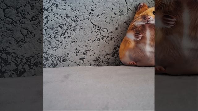 ХОМЯК МИША ХОЧЕТ НОВЫЕ АНТИСТРЕССЫ?