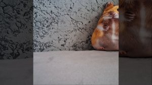 ХОМЯК МИША ХОЧЕТ НОВЫЕ АНТИСТРЕССЫ?